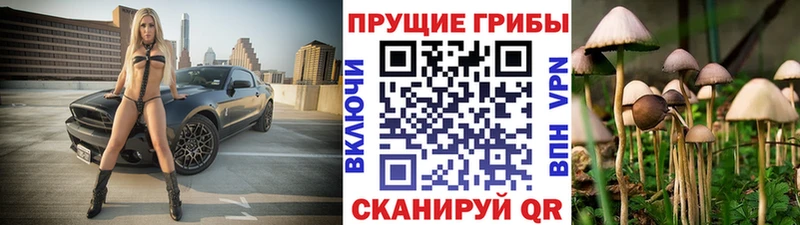 где купить наркотик  OMG зеркало  Галлюциногенные грибы Psilocybe  Нововоронеж 